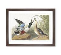 Shoveller Duck By John James Audubon Vintage Framed Print | A2 Walnut Framed Wall Art | Ready to Hang | Classic Animal Picture | Living Room Bedroom Lounge Office