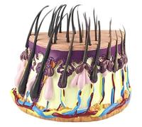 Show Scalp And Hair Follicles, Hair Growth Cycle Teaching Model, Human Hair Skin Anatomical Model, Hair Skin Magnification Model For Science Classroom Study Display Teaching Medical Model