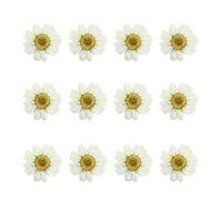 SHOWERORO Dried Daisy Flowers Beautiful and Lifelike White 12pcs Craft Pressed Flower Art Glass Craft Accessories and Christmas for Handmade Jewelry and Photo Frame Decor for Company Events