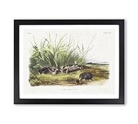 Shrew Mole By John Woodhouse Audubon Vintage Framed Wall Art Print, Ready to Hang Picture for Living Room Bedroom Home Office Décor, Black A2 (64 x 46 cm)