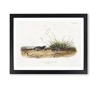 Shrew Moles By John Woodhouse Audubon Vintage Framed Wall Art Print, Ready to Hang Picture for Living Room Bedroom Home Office Décor, Black A2 (64 x 46 cm)