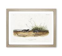 Shrew Moles By John Woodhouse Audubon Vintage Framed Wall Art Print, Ready to Hang Picture for Living Room Bedroom Home Office Décor, Oak A4 (34 x 25 cm)