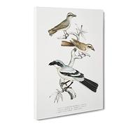Shrike Bird Illustrations By John Edward Gray Vintage Canvas Wall Art Print Ready to Hang, Framed Picture for Living Room Bedroom Home Office Décor, 24x16 Inch (60x40 cm)
