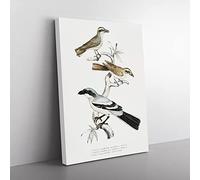 Shrike Bird Illustrations By John Edward Gray Vintage Canvas Wall Art Print Ready to Hang, Framed Picture for Living Room Bedroom Home Office Décor, 76x50 cm (30x20 Inch)