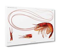 Shrimp Illustration by Albert I Canvas Print | Gallery Wrapped 30mm Frame Wall Art | 30x20 inches | Ready to Hang | Modern Picture | Living Room Bedroom Lounge Office