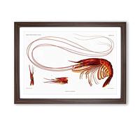 Shrimp Illustration by Albert I Framed Print | A2 Walnut Framed Wall Art | Ready to Hang | Modern Nature Picture | Living Room Bedroom Lounge Office