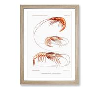 Shrimp Illustrations by Albert I Framed Print | A2 Oak Framed Wall Art | Ready to Hang | Modern Nature Picture | Living Room Bedroom Lounge Office