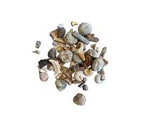 Shropshire Crystals Fossil Box Gift Set with Information Card (Fossil Box)