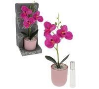 Shudehill Giftware Aromatherapy Potted Orchid Flower Diffuser with Room Scent, Pink