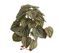 SHUIXIN Reptile Decor - Reptile Plants Tropical Realistic Leaves Terrarium Tank Plant for Bearded Dragons Tortoises Tree Frogs Multiple Options