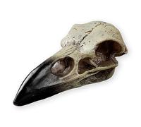 SHUS LIVE Halloween Raven Skull, Gothic Raven Decor Statue Animal Skull, Fake Bone Decor Crow Necklace Head Jewelry Pendant, Bird Skeleton Mask Crown, Witchy Gift for Men and Women (1 Pack)