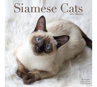 Siamese Cats 2026 Calendar | Square Wall Calendar | Cat Gift | Plastic Free Packaging | by Avonside Publishing
