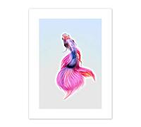 Siamese Fighting Fish Pink Canvas Wall Art Print