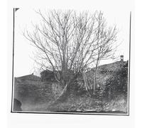 Siavash Amini - Caligo