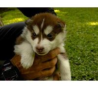 Siberian Huskies