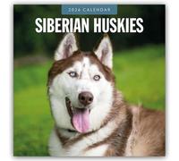 Siberian Huskies 2026 Square Wall Calendar