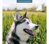 Siberian Huskies - 2026 Square Wall Calendar - by Red Robin Publishing