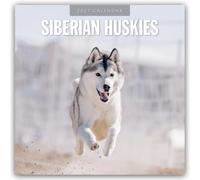 Siberian Huskies 2027 Square Wall Calendar: Original Red Robin Publishing Ltd-Kalender [Mehrsprachig] [Kalender]