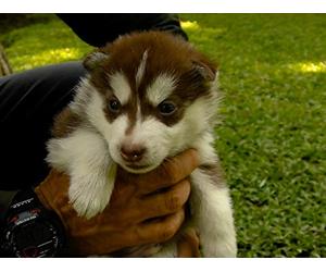 Siberian Huskies