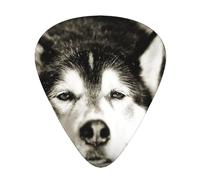 Siberian Husky,12 Pcs Guitar Pick,3 Different Thickness Plectrums for Acoustic Guitar Bass Ukulele (0.46mm 0.96mm 0.71mm)