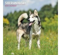 Siberian Husky 2026 Traditional Calendar