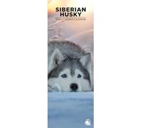 Siberian Husky 2026 Wall Calendar, 12-Month Slim Format, Made in England