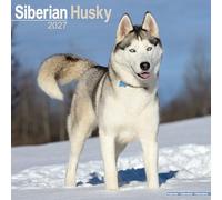 Siberian Husky 2027 Calendar | Square Wall Calendar | Dog Breed Gift | Plastic Free Packaging | by Avonside Publishing