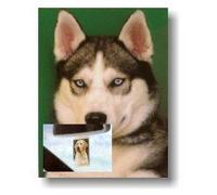 Siberian Husky dog Air Freshener