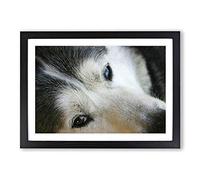 Siberian Husky Dog Framed Print | A2 Black Framed Wall Art | Ready to Hang | Modern Animal Picture | Living Room Bedroom Lounge Office
