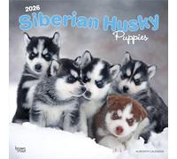 Siberian Husky Puppies | 2026 12 x 24 Inch (Hanging) Monthly Square Wall Calendar | Plastic-Free | BrownTrout | Animal Dog Breeds