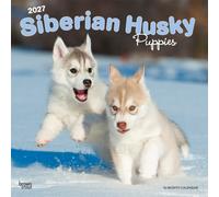 Siberian Husky Puppies 2027 Square Flap