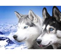 Siberian Husky Winter Blue Eyes Dog Pet Cute Grey White Fur Print Poster Wall Art Picture A4 +