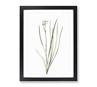 Siberian Iris Flower By Pierre Joseph Redoute Vintage Framed Wall Art Print, Ready to Hang Picture for Living Room Bedroom Home Office Décor, Black A3 (34 x 46 cm)