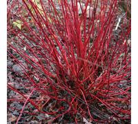 Sibirica Red Barked Dogwood Outdoor Shrub Plant Cornus Alba 2L Pot Plant Theory Green One Size