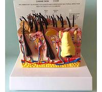 Sick Dog Skin Anatomical Model, Animal, Teaching For Study Aids