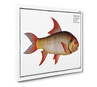 Sickle Carp Fish by M.E. Bloch Canvas Print | Gallery Wrapped 30mm Frame Wall Art | 14x14 inches | Ready to Hang | Retro Animals Picture | Living Room Bedroom Lounge Office