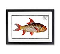 Sickle-Carp Fish by M.E. Bloch Framed Print | A2 Black Framed Wall Art | Ready to Hang | Modern Animal Picture | Living Room Bedroom Lounge Office