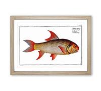 Sickle-Carp Fish by M.E. Bloch Framed Print | A2 Oak Framed Wall Art | Ready to Hang | Modern Animal Picture | Living Room Bedroom Lounge Office