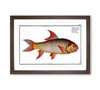 Sickle-Carp Fish by M.E. Bloch Framed Print | A2 Walnut Framed Wall Art | Ready to Hang | Modern Animal Picture | Living Room Bedroom Lounge Office