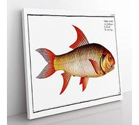 Sickle Carp Fish by M.E. Bloch Vintage Canvas Wall Art Print Ready to Hang, Framed Picture for Living Room Bedroom Home Office Décor, 35x35 cm (14x14 Inch)