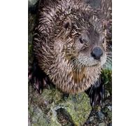 Sidney BC Otter Notebook: Pacific Northwest Wildlife Journal | Lined Notebook | 120 Pages | 6x9 Matte Cover
