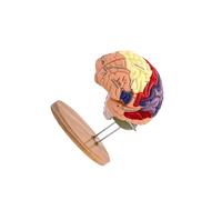 siduytin Human Brain Model Double Size Enlarged Anatomically Accurate Color Coded Partitioned Display For Classroom Study Classroom Study Display Model Detachable 4 Parts