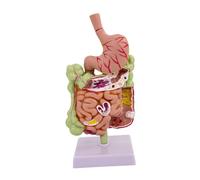 siduytin Human Digestive System Stomach Anatomy Model Clear Textured Educational Tool Classroom Demonstrations Large Small Intestine Model Anatomy Learning Tool