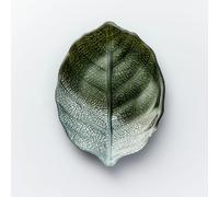 Sienna Glass Glass Plate - Leaf Design - Green & Silver