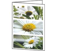 SIGEL DC171 Set of 25 thank you or greeting cards, daisy design, 2-fold, 10.5 x 14.8 cm, white/green