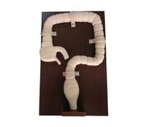 Sigmoidoscope Train Simulator, Colonoscopy Examination Model, Intestine Model for Medical Training and Nursing Education