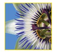 Sihl PosterColor X White Matt