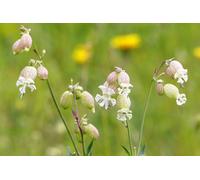 Silene Vulgaris Bladder Campion 6 Plug Plants Wildflower