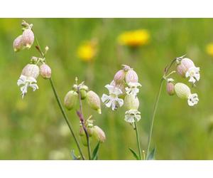 Silene Vulgaris Bladder Campion 6 Plug Plants Wildflower