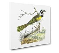 Silent Tanager Bird by George Shaw Canvas Print | Gallery Wrapped 30mm Frame Wall Art | 20x20 inches | Ready to Hang | Retro Animals Picture | Living Room Bedroom Lounge Office